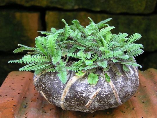Fiederpolster (Leptinella)_GV.jpg