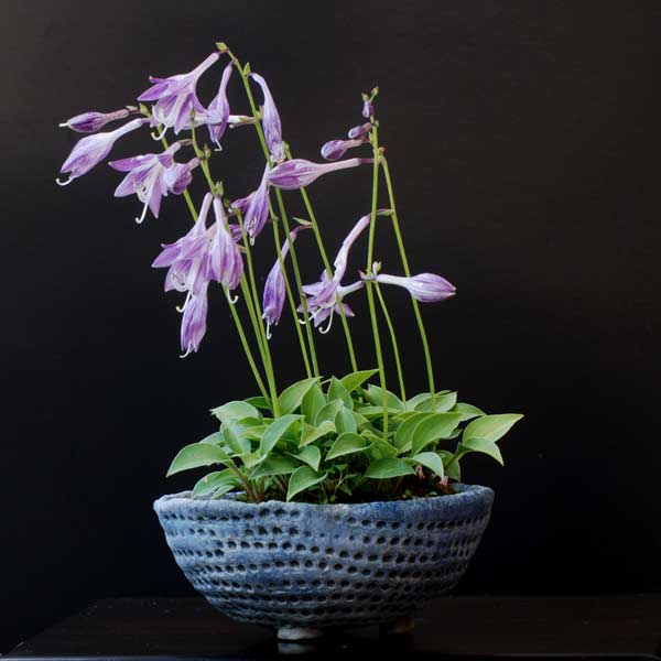 Hosta_Kusa51_1.jpg