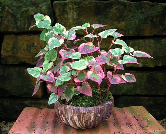 Houtthuynia cordata ' Chamaeleon'_GV.jpg