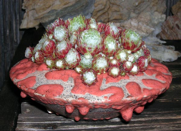 Sempervivum_WP.jpg