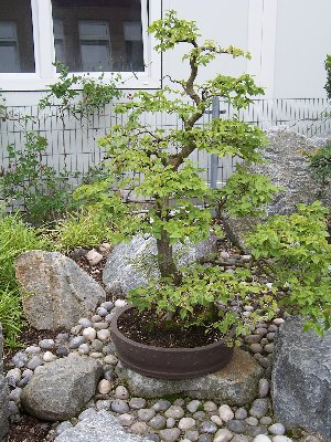 Hainbuche.jpg