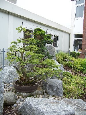 Hainbuche a.jpg