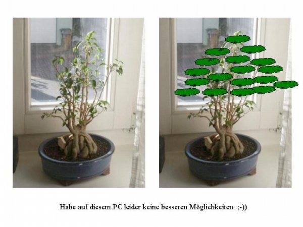 ficus2.jpg