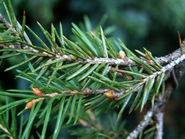 Knospen.jpg