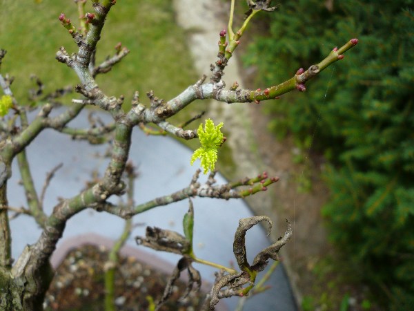 P1070845_600x600_69KB.jpg