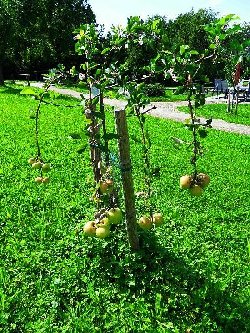 die blüten sind hier schwer zu erkennen, sie befinden sich oben an den fruchttragenden ästen