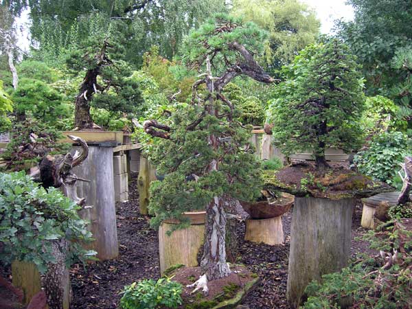 DSCN0799-Yamadori-Gestaltun.jpg