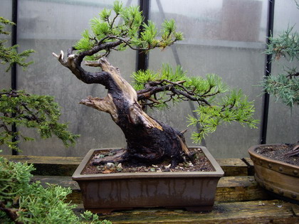 Bäume 04.jpg