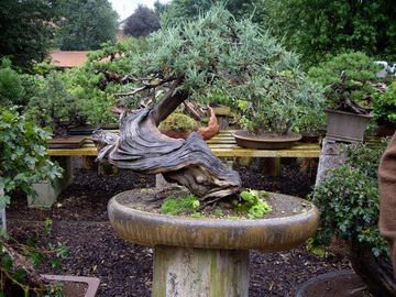 Bäume 06.jpg