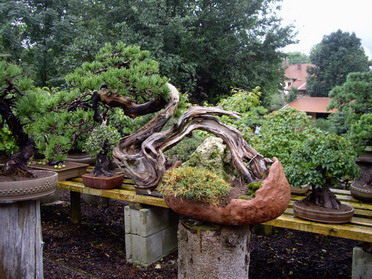 Bäume 08.jpg