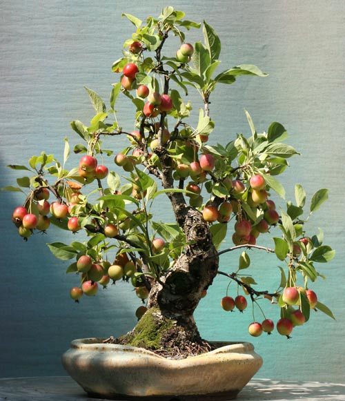 Apfel09.jpg