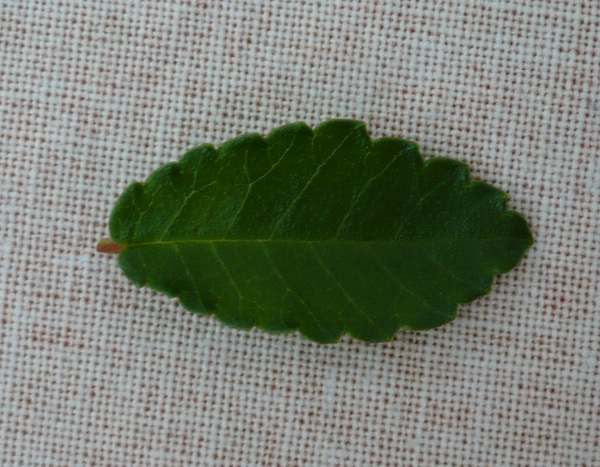 Ulmus japonica