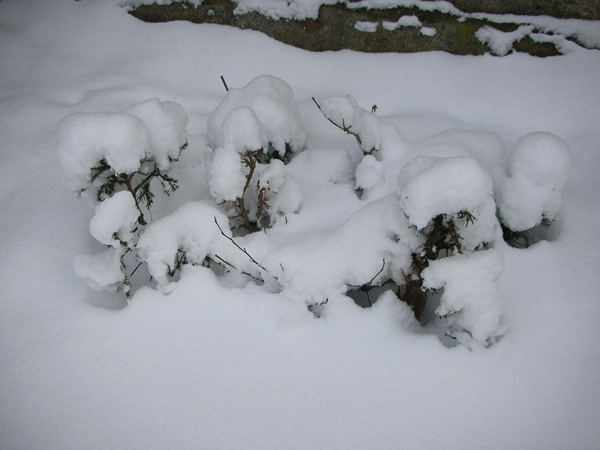 Winterbeet 08/09