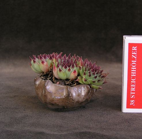 Sempervivum neue Bilder 848003.jpg