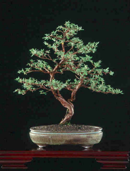 Potentilla3-028.jpg