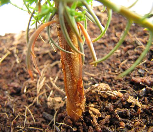 Stämmchen ist fast 1cm im Durchmesser