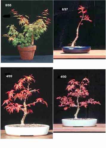 Acer21Composite1s.jpg