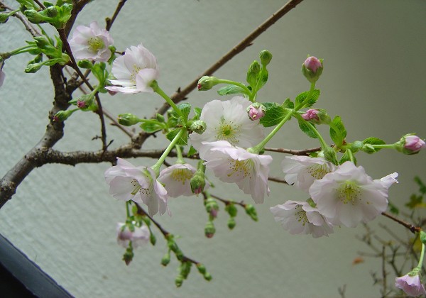 k-DSC03443.JPG