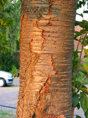 Prunus.jpg