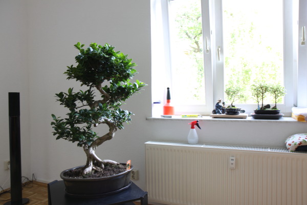 Ginseng0010.JPG
