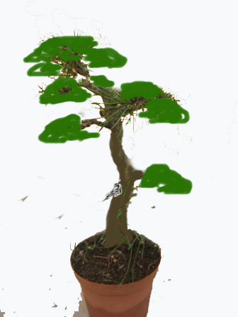 waldkiefer2.jpg