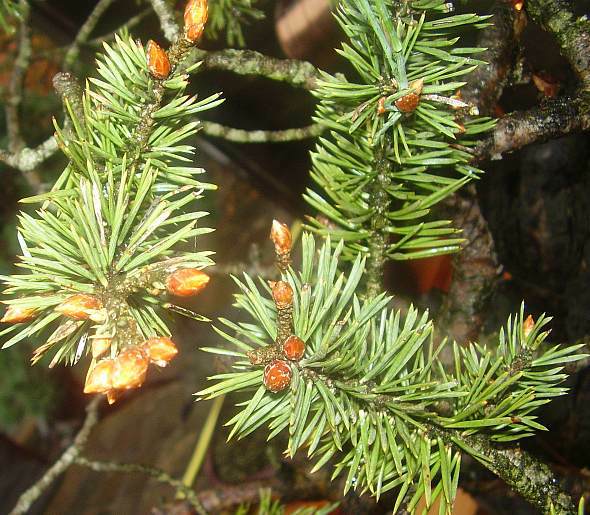 Knospen.jpg