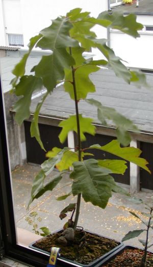 Zuwachs einer Saison mit einem Löffel Osmocote und alle 14 Tage Urin 1:10 250ml