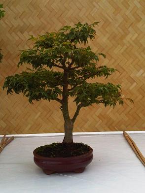 IMG00016-20091002-1716.jpg