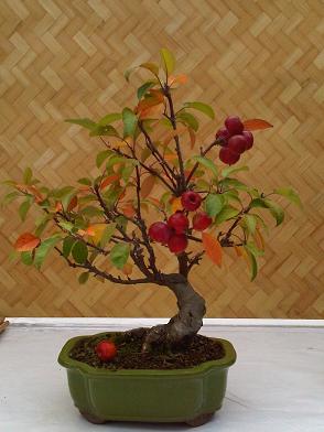 IMG00018-20091002-1717.jpg