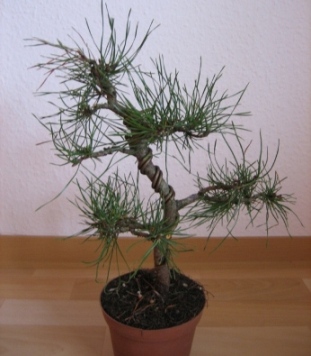 "vorne"