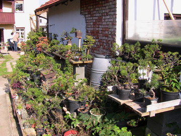 Gerhard´s Shohin-Regale