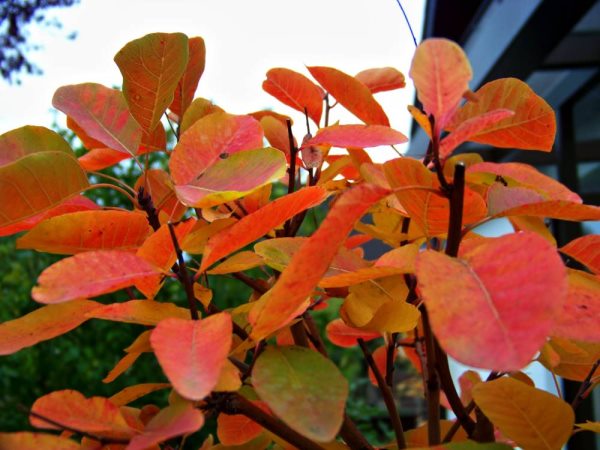 Herbst4.jpg