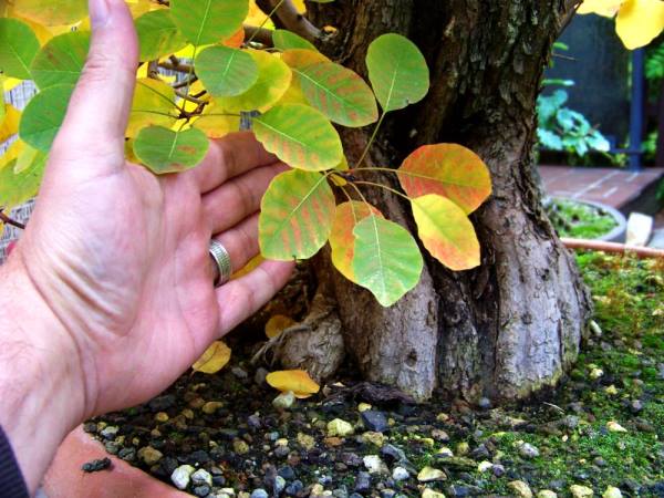 Herbst5.jpg