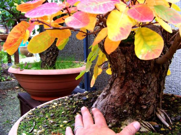 Herbst6.jpg