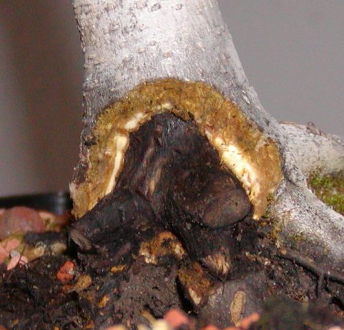 2009-10-07_Walnuß_faule_Stelle_freigelegt.jpg