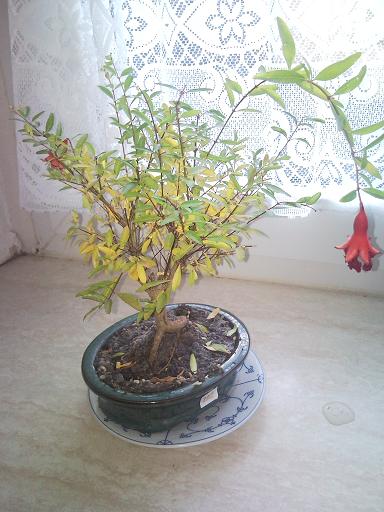 Punica Granatum Nana1
