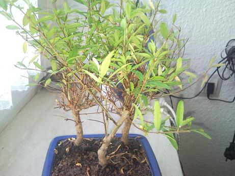 Punica Granatum Nana2