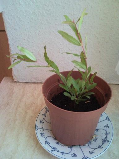 Punica Granatum Nana3