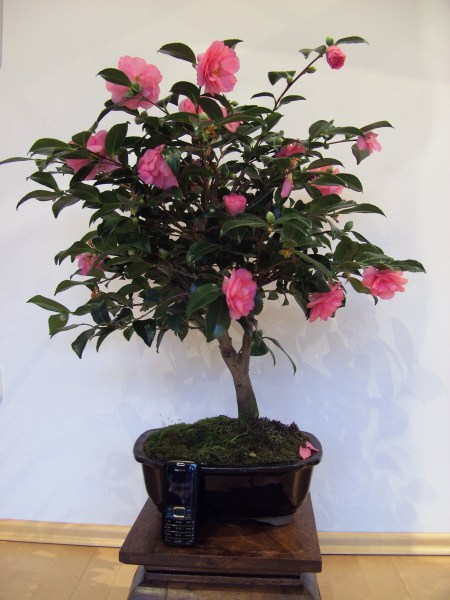 Camellia japonica.JPG