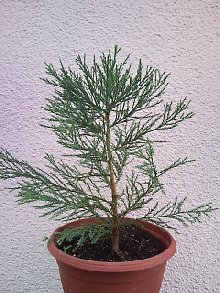 SNC00154_220x293.jpg