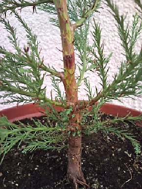 SNC00157_290x387.jpg