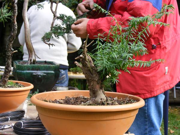 schnuckeliger kleiner Shohin