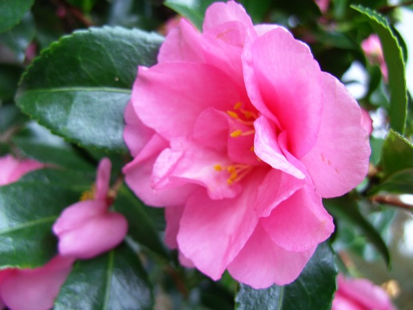 Kamelienblüte1.JPG