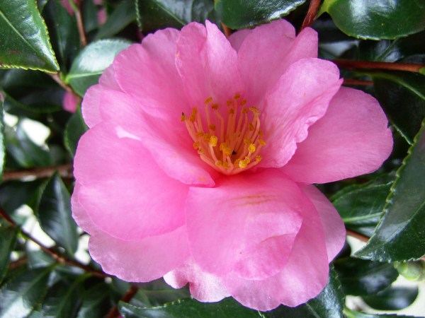Kamelienblüte3.JPG