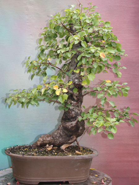Prunus-M.09.jpg