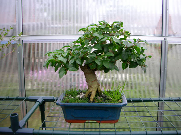 Sieht nach Baum aus.