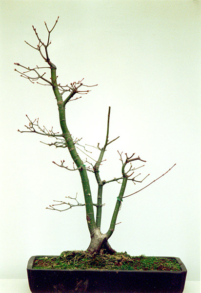 Acer-palmatum-vorher.jpg