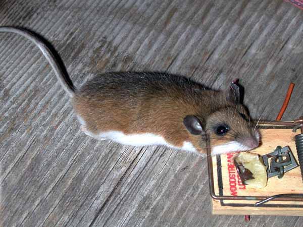 Mouse_.jpg