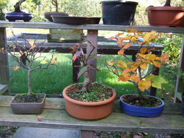 malus prunus fagus