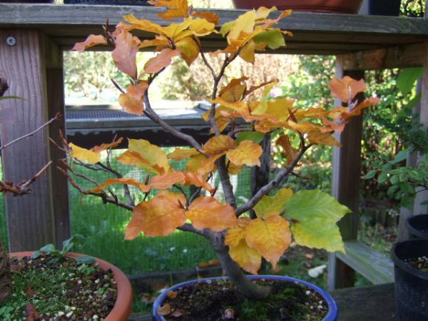 DSCF1158.JPG